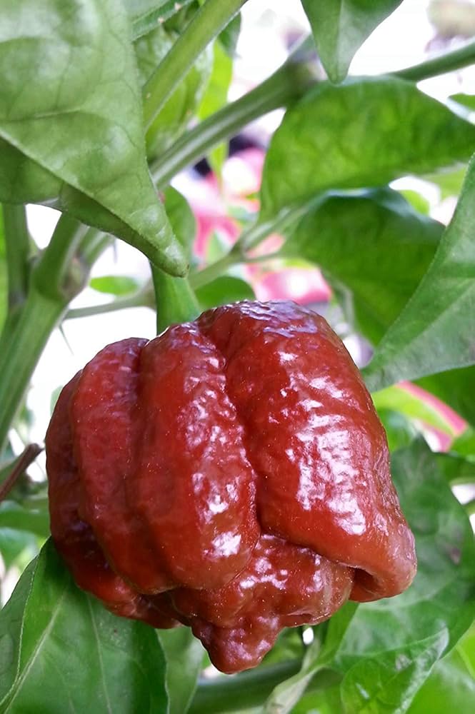 Sepia Snake Red Pepper Capsicum Chinense Vegetable Seeds for Planting in Backyard Gardening and Garden Rows